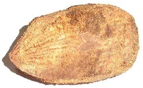 पूजा के लिए मूल एकशी/एकक्षी नारियाल/वन आई कोकोनट - Original Ekashi/Ekakshi Nariyal/One Eye Coconut for Puja - 2 Pieces