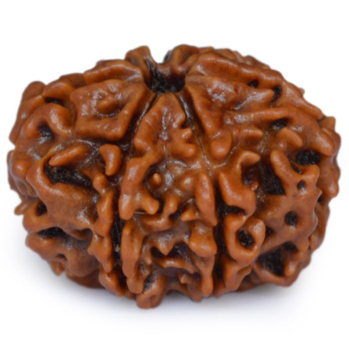 7 MUKHI CERTIFIED RUDRAKSH NEPAL Pendent in Silver
