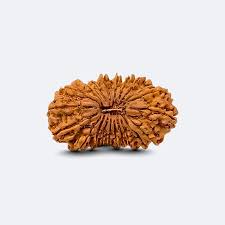 Original 21 Mukhi Nepali Rudraksha Bead | Original Kuber Rudraksha for Wealth & Divine Protection