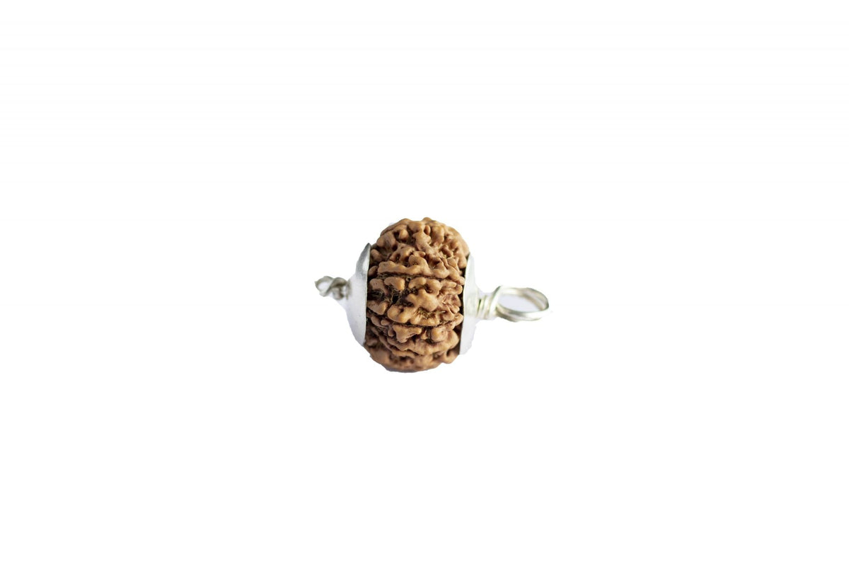 6 MUKHI CERTIFIED RUDRAKSH NEPAL
