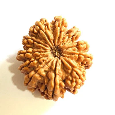 11 MUKHI CERTIFIED RUDRAKSHA (NEPALI ORIGIN)