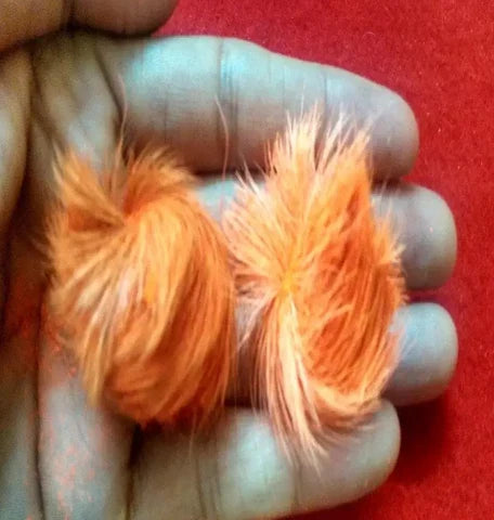 Siyar Singhi and Billi Ki Jer Combo – Rare Combination of Wealth, Protection & Good Luck