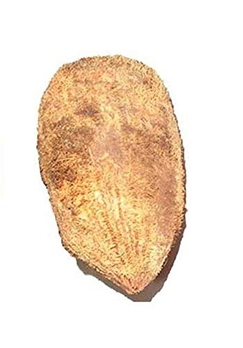 Original Ekakshi Nariyal / One-Eyed Coconut for Puja - 2 Pieces
