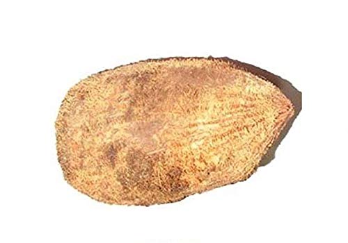Original Ekakshi Nariyal / One-Eyed Coconut for Puja - 2 Pieces