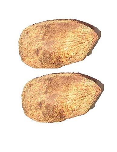 पूजा के लिए मूल एकशी/एकक्षी नारियाल/वन आई कोकोनट - Original Ekashi/Ekakshi Nariyal/One Eye Coconut for Puja - 2 Pieces