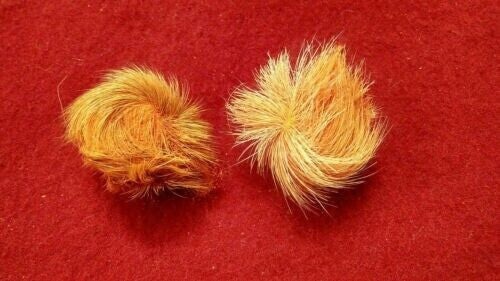 Siyar Singhi and Billi Ki Jer Combo – Rare Combination of Wealth, Protection & Good Luck