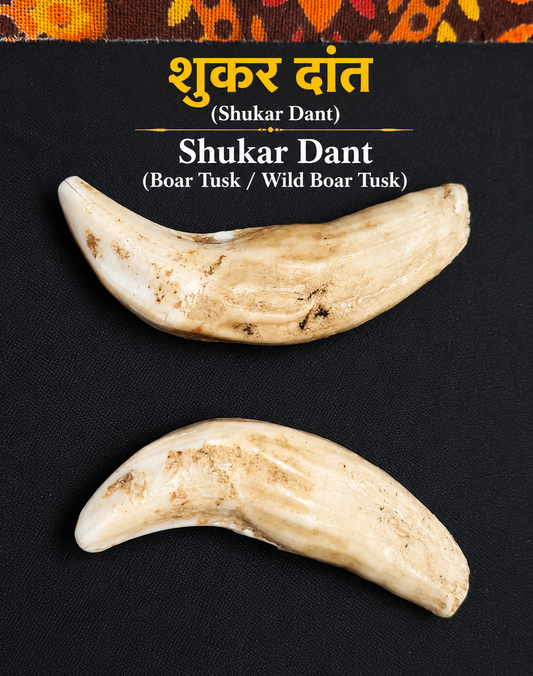 Original Shukar Dant Energized  4-5 cm