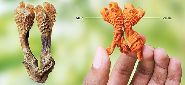 Original  Shankar Hatha Jodi – Used in Tantra & Vedic Rituals