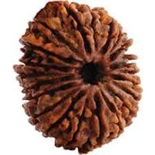Original 21 Mukhi Nepali Rudraksha Bead | Original Kuber Rudraksha for Wealth & Divine Protection