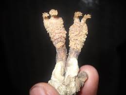 Original  Shankar Hatha Jodi – Used in Tantra & Vedic Rituals