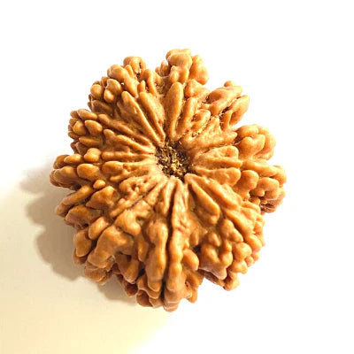 11 MUKHI CERTIFIED RUDRAKSHA (NEPALI ORIGIN)