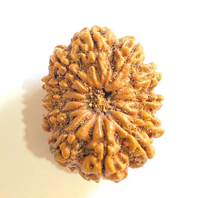 12 MUKHI RUDRAKSHA CERTIFIED (NEPALI ORIGIN)
