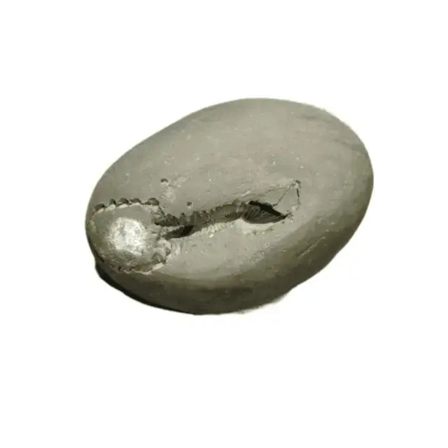 Laxmi Narayan Shaligram – Rare &amp; 100% Authentic Sacred Shila