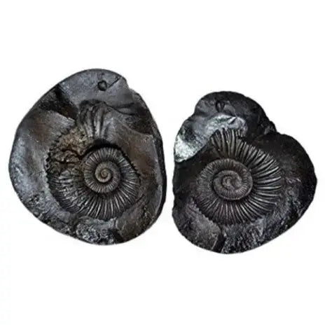 Laxmi Narayan Shaligram – Rare &amp; 100% Authentic Sacred Shila