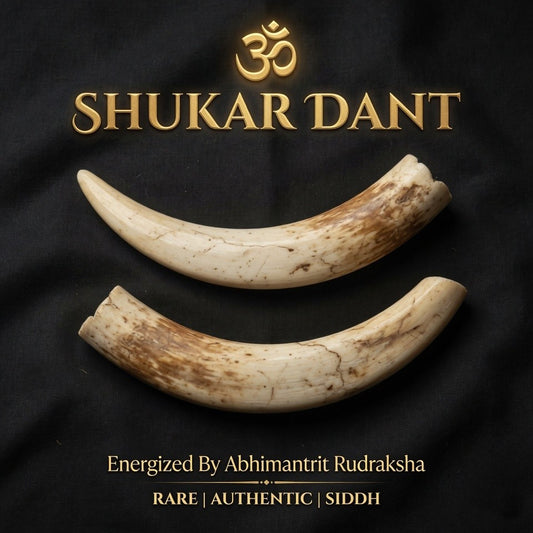 Original Shukar Dant Energized  4-5 cm